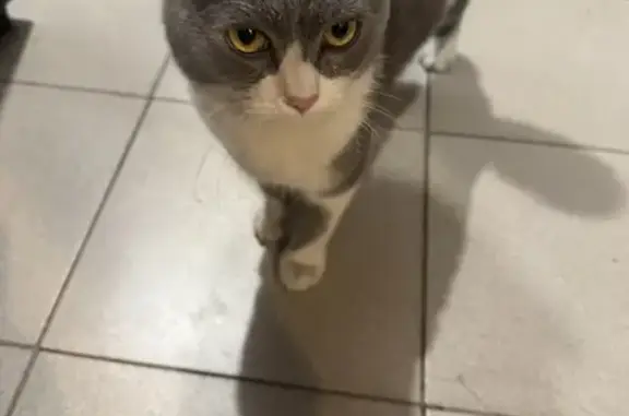 Найдена кошка, Курск, фото: Кошка найдена, пр. Энтузиастов 8А, Курск