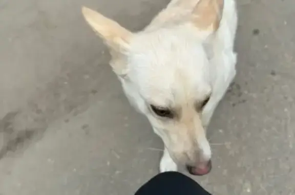 Найдена собака, Смоленск, ул. Краснофлотская, 25