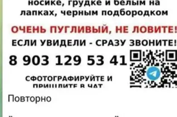 Пропала кошка, ул. Перерва, Москва