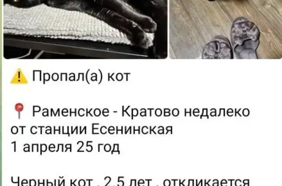 Пропал черный кот, Кратово, 46Н-09314