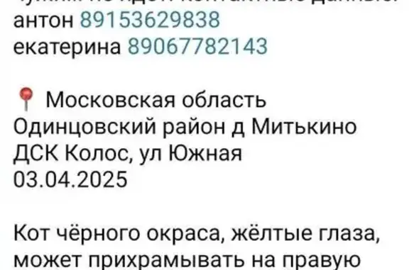 Пропал кот, 31, Московская область