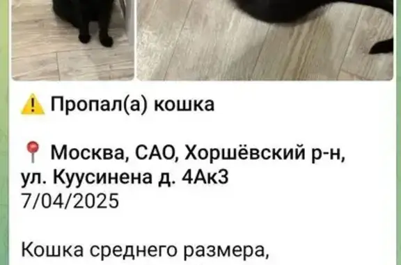 Пропала кошка, ул. Куусинена, 4А к2