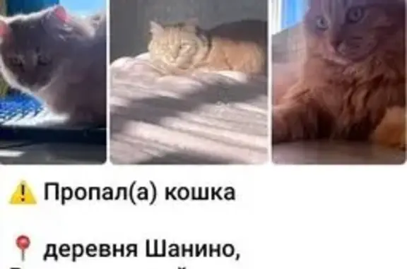 Пропала рыжая кошка, МО, ищем!