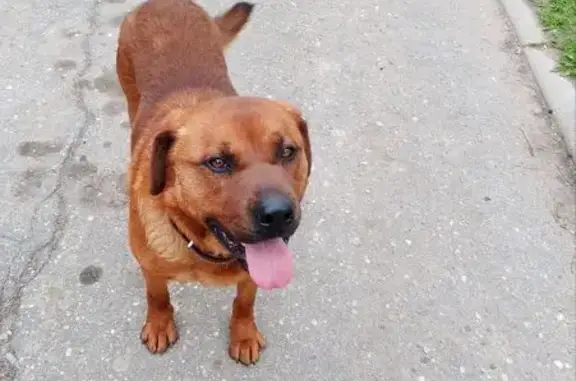 Найдена собака в Михалёво, МО