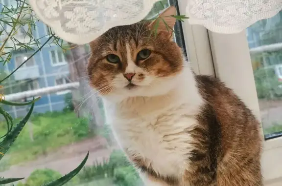 Пропала кошка, ул. Октябрьский Городок, 22