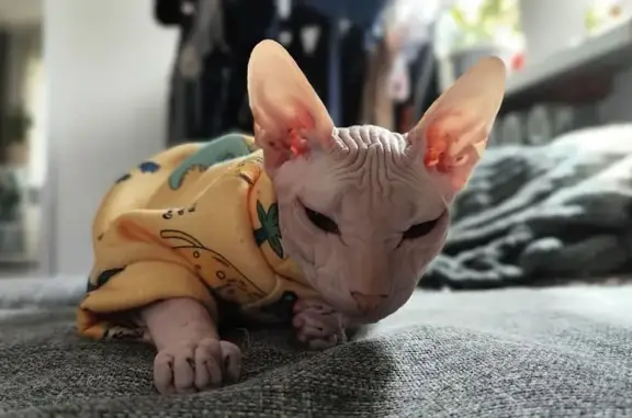 Кошки потеряшки, Полевской, фото: Потеряшка кошка, 14, Полевской
