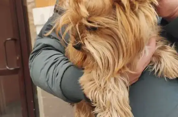 Собака найдена, ул. Карла Либкнехта 16