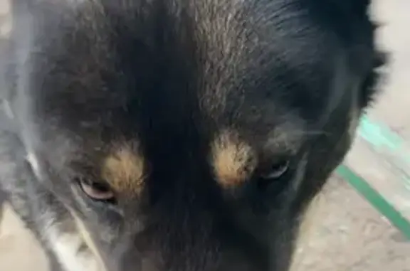 Собака найдена: Троицкий пр., 47, Архангельск