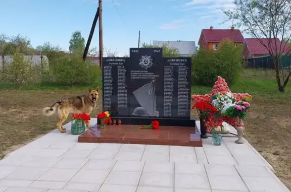 Найдена собака, Московская область, фото: Найдена собака, МО, зонарный окрас