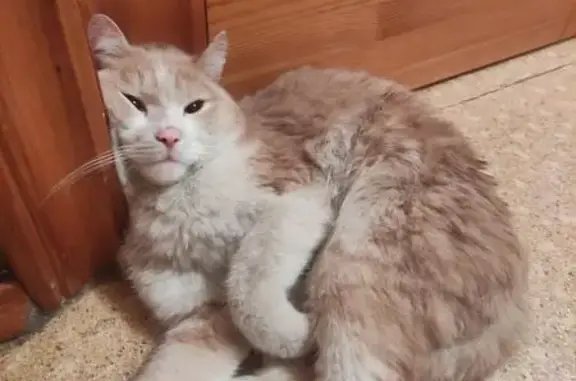 Кремовый кот найден на Красноярский Рабочий, 94