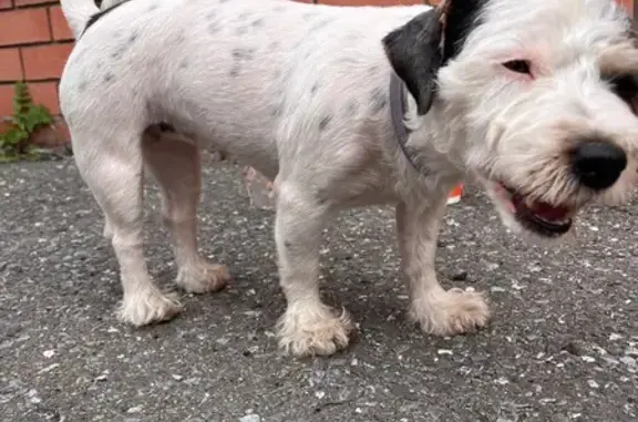 Найдена собака, Казань, фото: Найдена собака, Оренбургский тракт 48