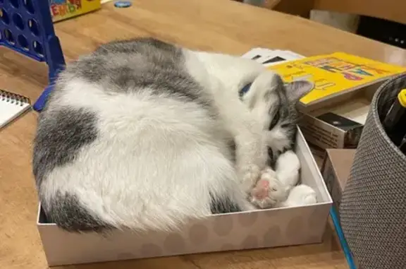 Кошки потеряшки, городской округ Бердск, фото: Пропажа кошки, Лазурная ул., 2, Бердск