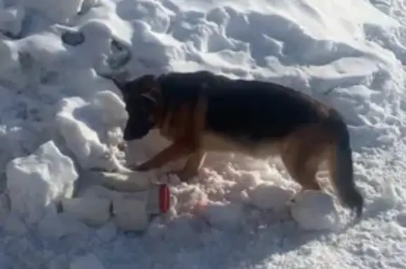 Собаки потеряшки, Лоскутово, фото: Потеряшка собака, Богашёвский тракт, Лоскутово