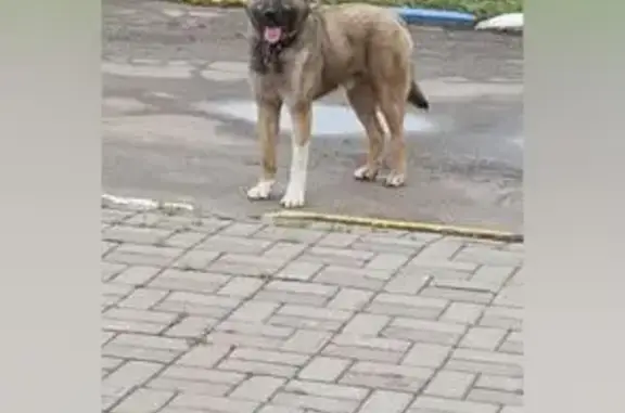 Собака найдена, Казань, Татарстан