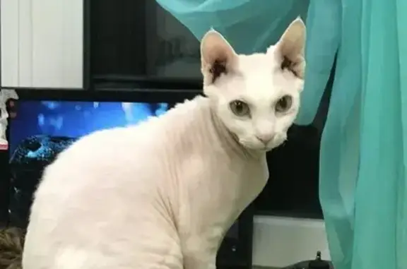 Пропала кошка, Лазурная ул., Унеча