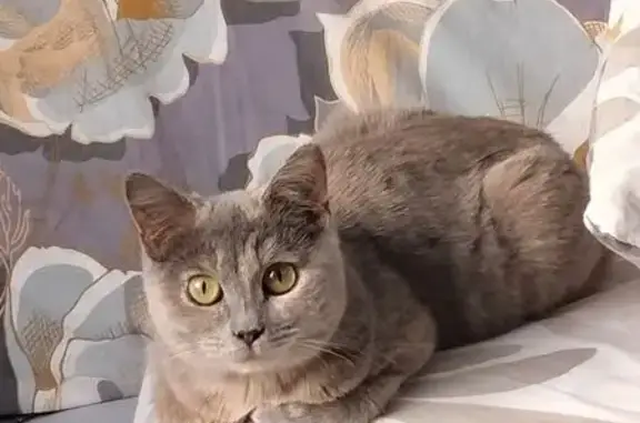 Пропала кошка, ул. Мичмана Павлова, 32