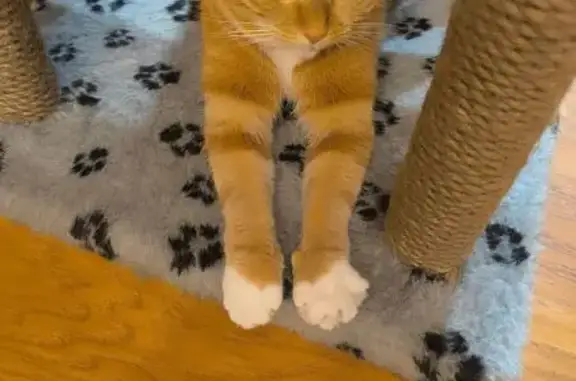 Кошки потеряшки, Новокузнецк, фото: Потеряшка кошка, ул. В. Соломиной, 3, Новокузнецк