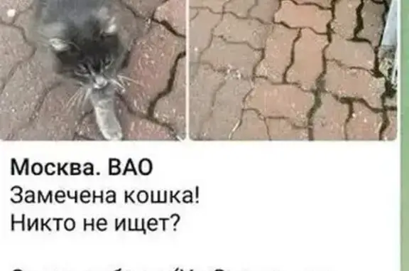 Найдена кошка, Золотая ул., Москва