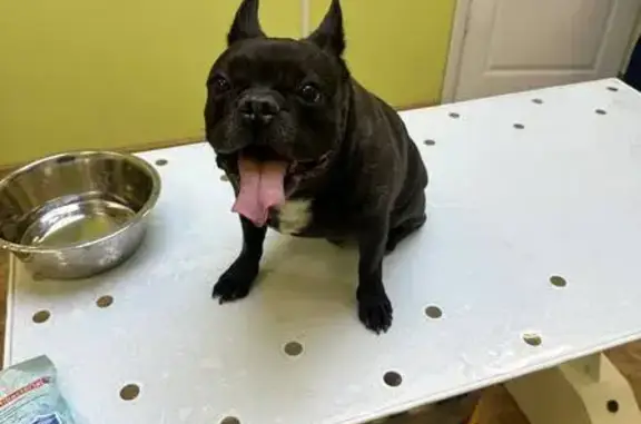 Найдена собака, Иваново, фото: Французский бульдог найден в Иваново, Революционная 3