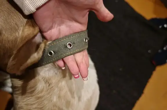 Найдена собака, ул. Героев Сибиряков, Воронеж