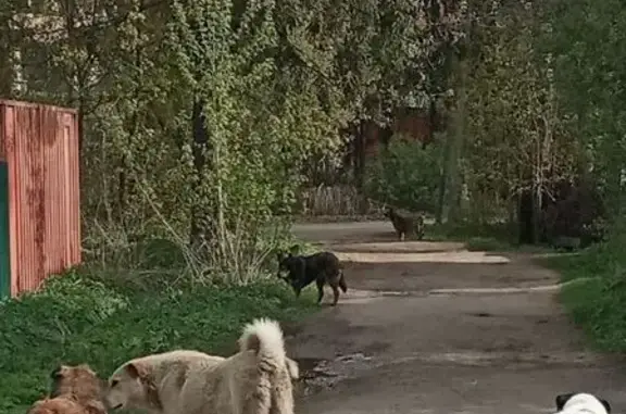 Пропала собака, Поварово, 11А
