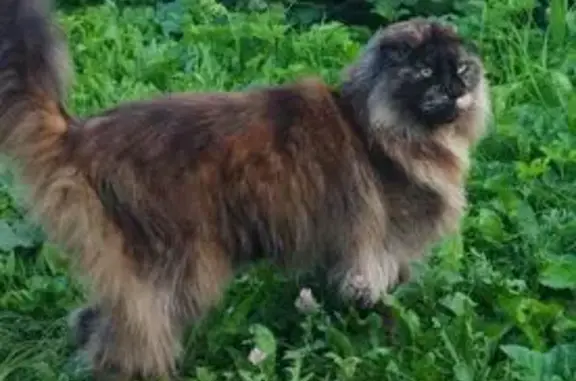 Кошки потеряшки, Тула, фото: Потеряшка кошка, Тула, Матвеевские дачи