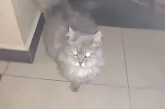 Кошка найдена: Семчинская ул., 11, Рязань