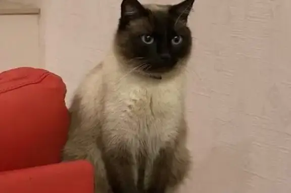 Пропала кошка, Казань, ул. Возрождения, 6