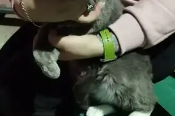 Кошка найдена: ул. Волкова, 11, Тула