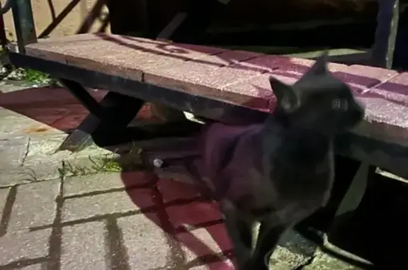 Кошка найдена на ул. Матросова, 27, Смоленск