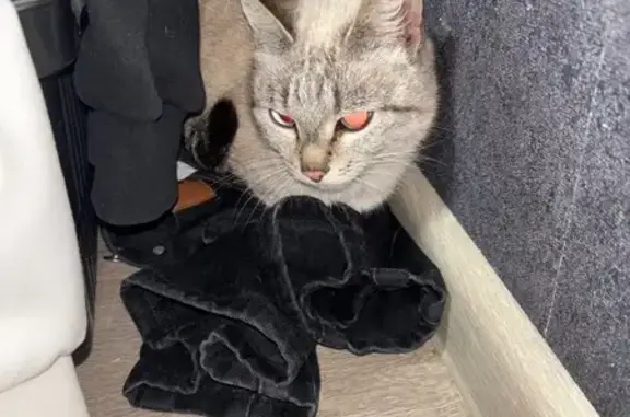 Кошка найдена: 8/16, Набережные Челны