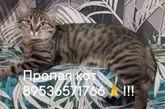 Пропала кошка, ул. Окт. Революции 136, Буй