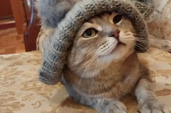 Пропал серый кот, МО, кривой хвост