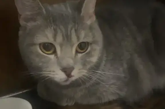 Кошка найдена: ул. Верности, СПб