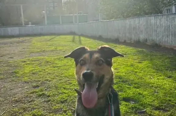 Собаки потеряшки, Новосибирск, фото: Потеряшка собака, Ташкентская 71, Нск