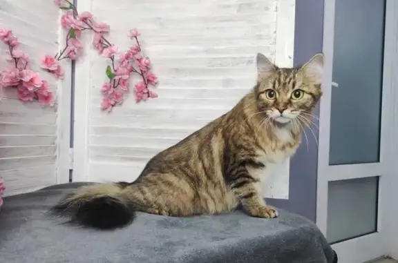 Пропала кошка, ул. Мориса Тореза, 89