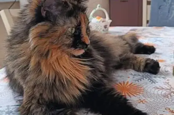 Пропала кошка, Уютная ул., 9, Кстинино