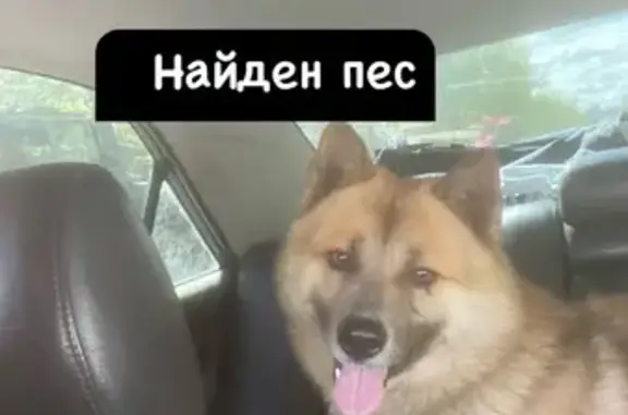 Найдена собака, Екатеринбург, фото: Найдена собака, Сибирский тракт, Екат.