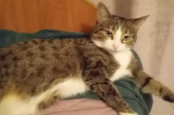 Кошки потеряшки, Уфа, фото: Потеряшка кошка, Черниковская 3/1, Уфа