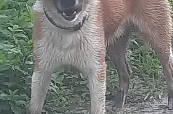 Найдена собака, , фото: Собака найдена: 15Н-239, Нетьинское СП