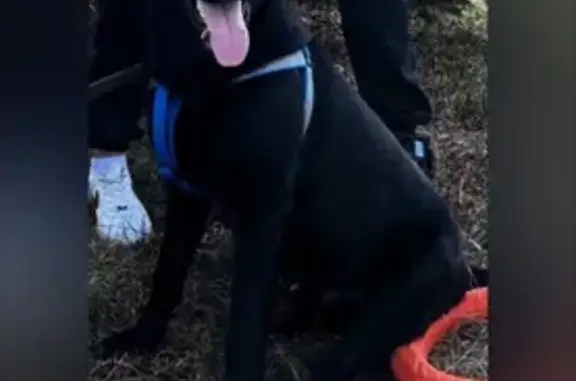 Собаки потеряшки, Красноярск, фото: Потеряшка собака, ул. Борисевича, 6, Крск.