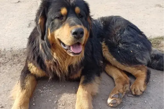 Найдена собака, ул. Ленина 51, Щёкино