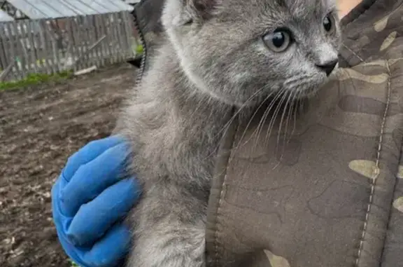 Найдена кошка, Шахунья, фото: Кошка найдена, Коммунистическая 14, Шахунья