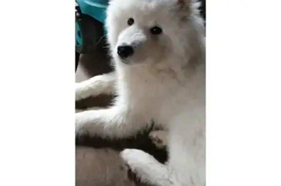 Найдена собака, Победа (шегарский), фото: Самоед найден: Придорожная ул., Победа