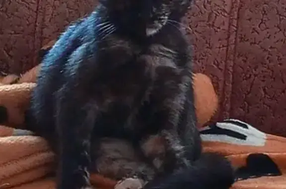 Кошки потеряшки, Казань, фото: Потеряшка кошка, Фучика 117, Казань