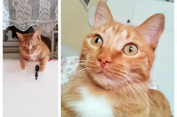 Кошки потеряшки, Усть-Илимск, фото: Потеряшка кошка на Энгельса, 19, Усть-Илимск