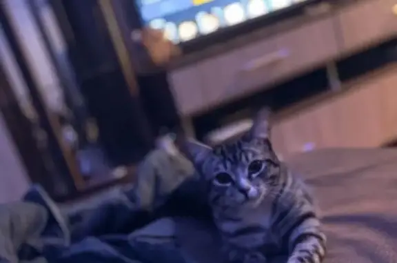 Кошки потеряшки, городской округ Бердск, фото: Потеряшка кошка, Луговская ул. 98, Бердск