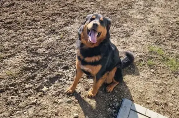 Найдена собака, Гостилицкое сельское поселение, фото: Собака найдена: 41К-008, Гостилицы