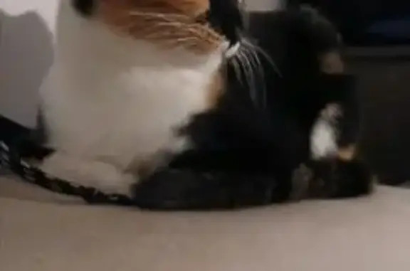 Кошки потеряшки, Дружинское, фото: Потеряшка кошка, 52Н-327, Дружинское СП