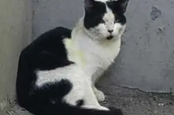 Найдена кошка, Ростов-на-Дону, фото: Крупный кот найден: б-р Комарова, 8/2